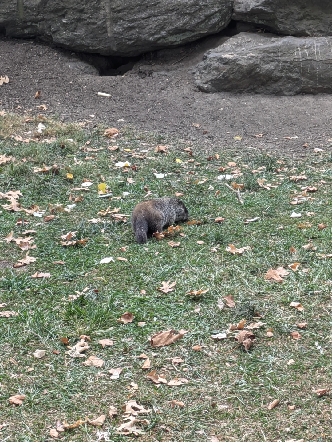 A wild city dewlling groundhog! Just there! Not predicting sping at all!