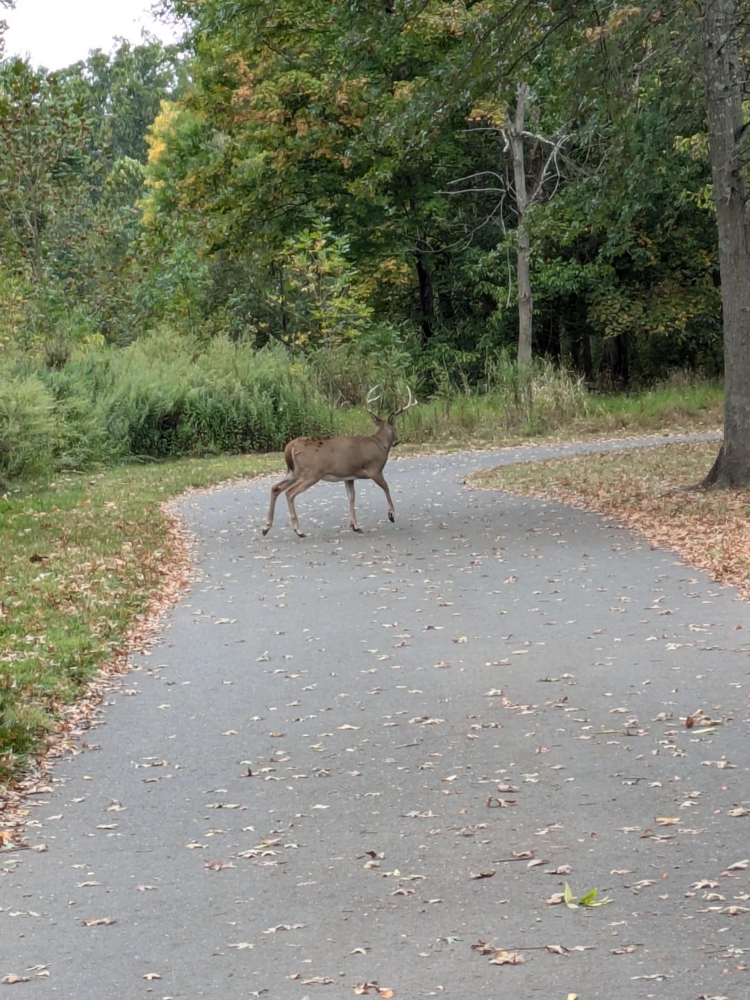 A group of deer came across the path, this large buck was bringing up the rear